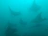 417 - Maldives8-2 Kotte Rock Mantas