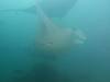 418 - Maldives8-2 Kotte Rock Mantas