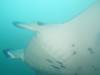 419 - Maldives8-2 Kotte Rock Mantas