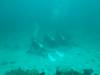 420 - Maldives8-2 Kotte Rock Mantas