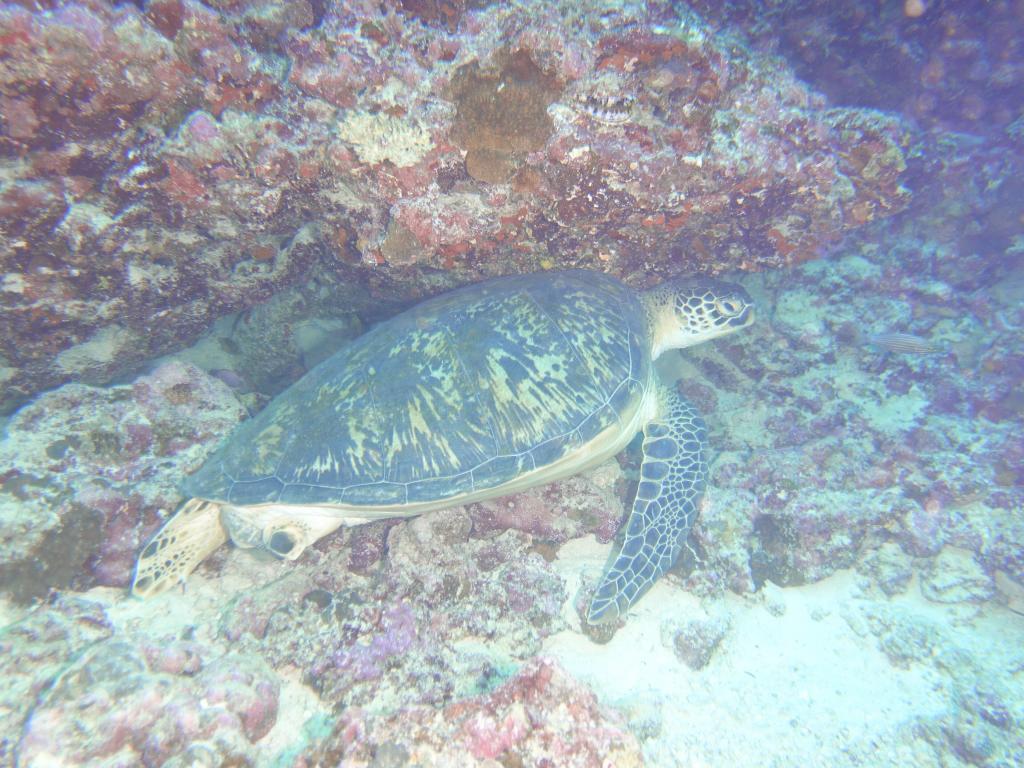 102 - MaldivesA-3 Turle Caves