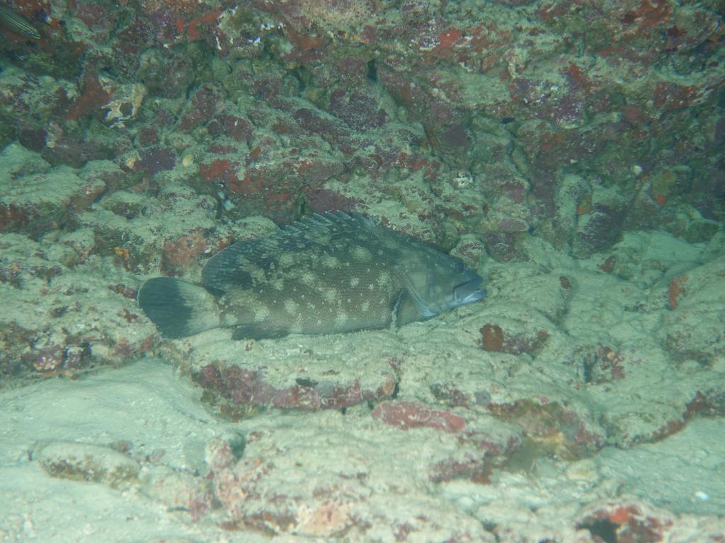 105 - MaldivesA-3 Turle Caves