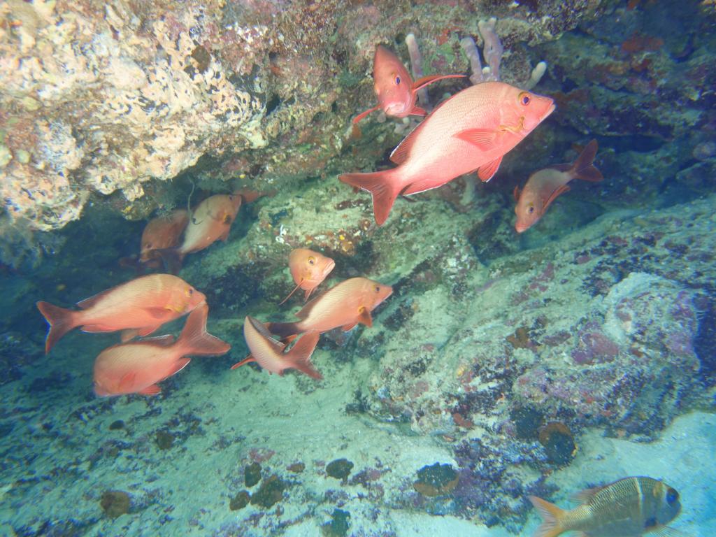 107 - MaldivesA-3 Turle Caves