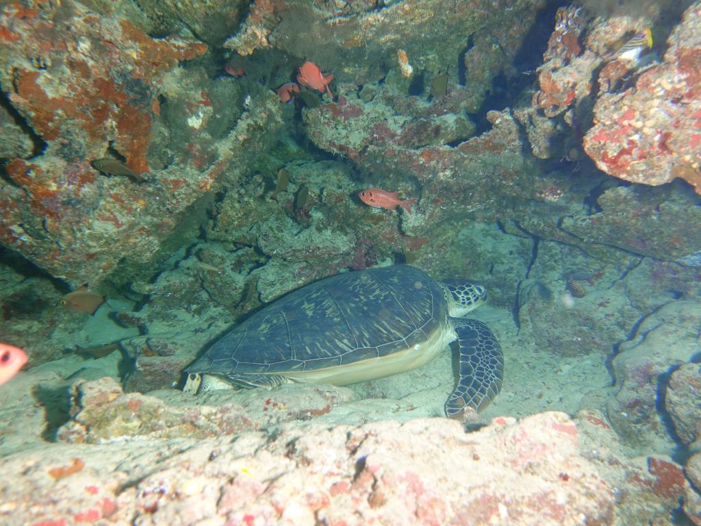 111 - MaldivesA-3 Turle Caves