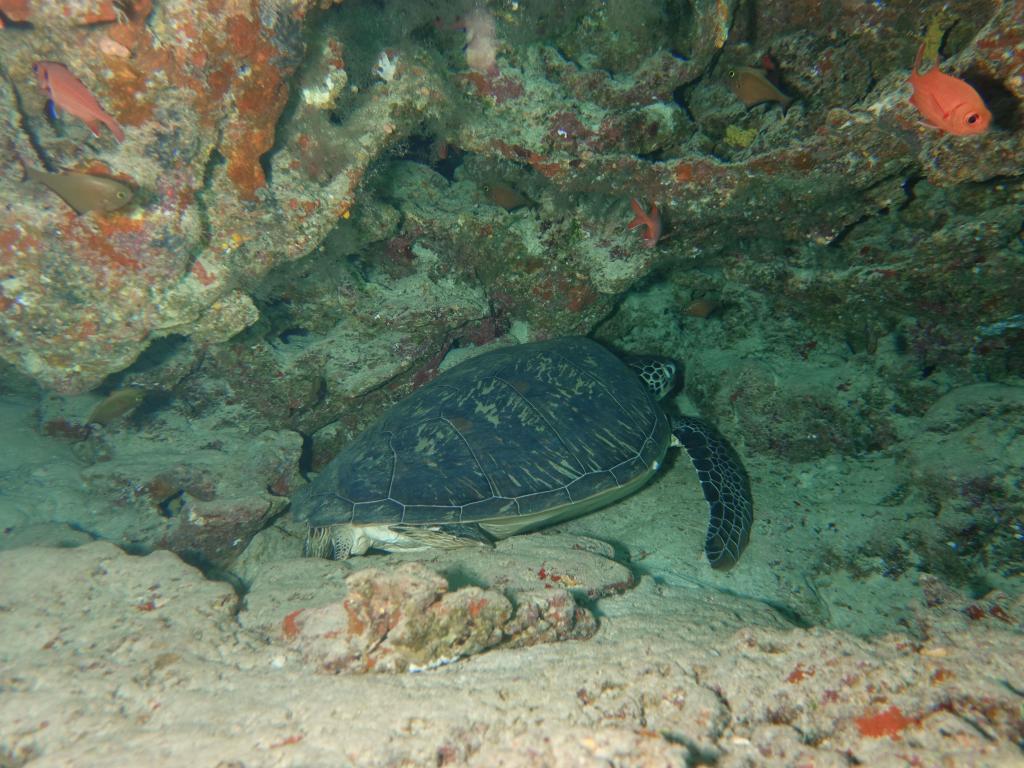 112 - MaldivesA-3 Turle Caves