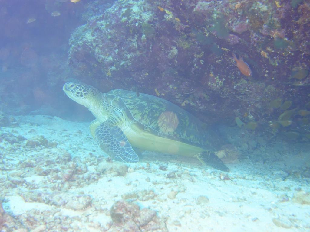 114 - MaldivesA-3 Turle Caves