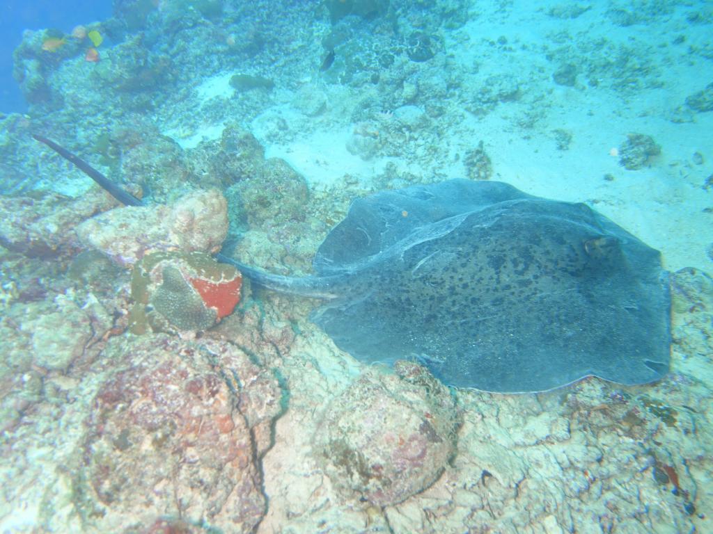 117 - MaldivesA-3 Turle Caves