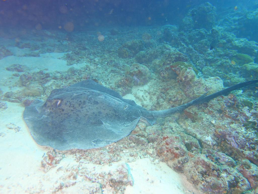 118 - MaldivesA-3 Turle Caves