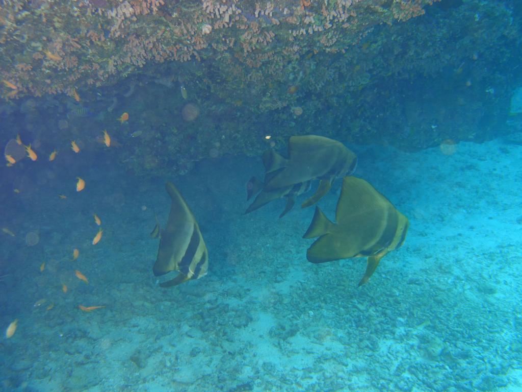 122 - MaldivesA-3 Turle Caves