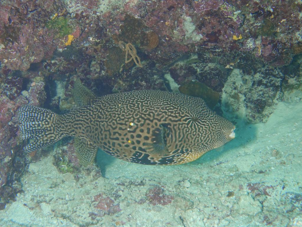 127 - MaldivesA-3 Turle Caves