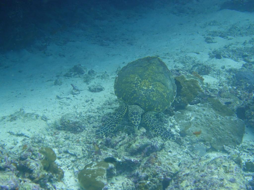 131 - MaldivesA-3 Turle Caves