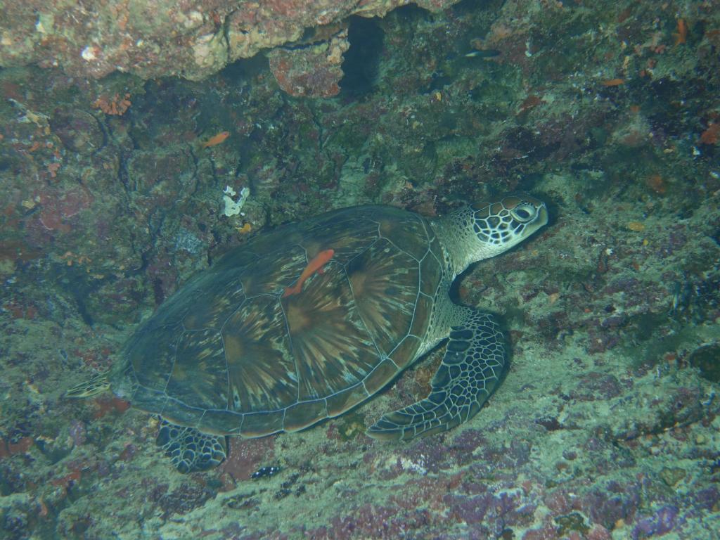 141 - MaldivesA-3 Turle Caves