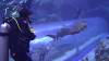 120 - 20211112 Dubai Mall Aquarium Dive