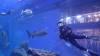 123 - 20211112 Dubai Mall Aquarium Dive