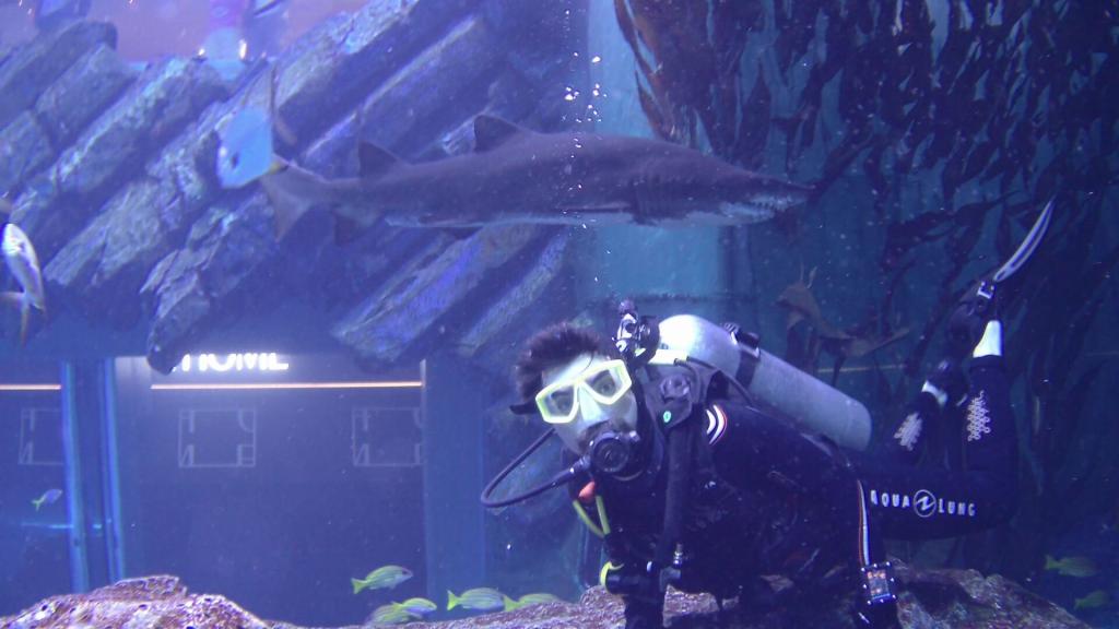 106 - 20211112 Dubai Mall Aquarium Dive