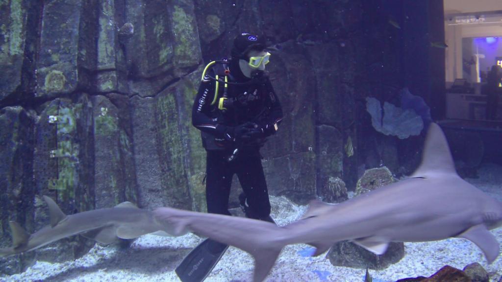 112 - 20211112 Dubai Mall Aquarium Dive