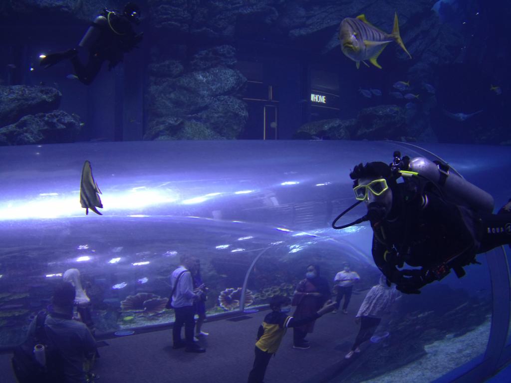 119 - 20211112 Dubai Mall Aquarium Dive