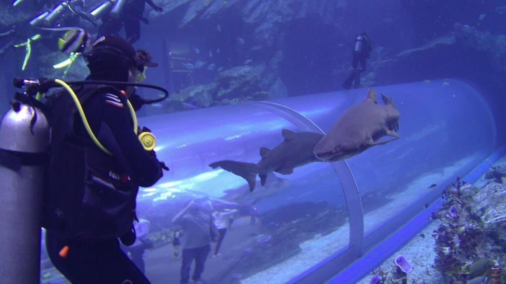 120 - 20211112 Dubai Mall Aquarium Dive