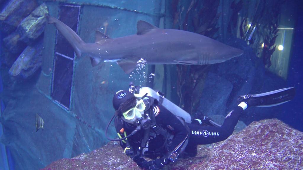 128 - 20211112 Dubai Mall Aquarium Dive