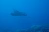 102 - Dive1-1 Kona Big Island Divers