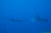 103 - Dive1-1 Kona Big Island Divers