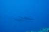 104 - Dive1-1 Kona Big Island Divers