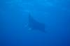 111 - Dive1-1 Kona Big Island Divers