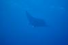 112 - Dive1-1 Kona Big Island Divers