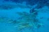 117 - Dive1-1 Kona Big Island Divers