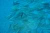 120 - Dive1-1 Kona Big Island Divers