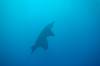 129 - Dive1-1 Kona Big Island Divers