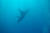 130 - Dive1-1 Kona Big Island Divers