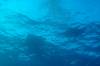 131 - Dive1-1 Kona Big Island Divers