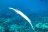 132 - Dive1-1 Kona Big Island Divers