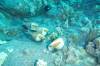 136 - Dive1-1 Kona Big Island Divers