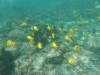 101 - Dive2-3 Kona Shore Divers