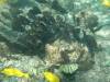 102 - Dive2-3 Kona Shore Divers