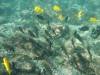 103 - Dive2-3 Kona Shore Divers