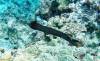 104 - Dive2-3 Kona Shore Divers