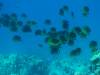 105 - Dive2-3 Kona Shore Divers