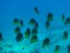 107 - Dive2-3 Kona Shore Divers