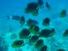 108 - Dive2-3 Kona Shore Divers