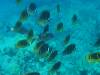 109 - Dive2-3 Kona Shore Divers
