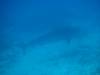 111 - Dive2-3 Kona Shore Divers