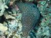 114 - Dive2-3 Kona Shore Divers