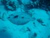 117 - Dive2-3 Kona Shore Divers