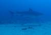 125 - Dive2-3 Kona Shore Divers