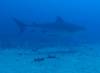 126 - Dive2-3 Kona Shore Divers