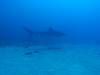 127 - Dive2-3 Kona Shore Divers