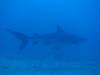 128 - Dive2-3 Kona Shore Divers